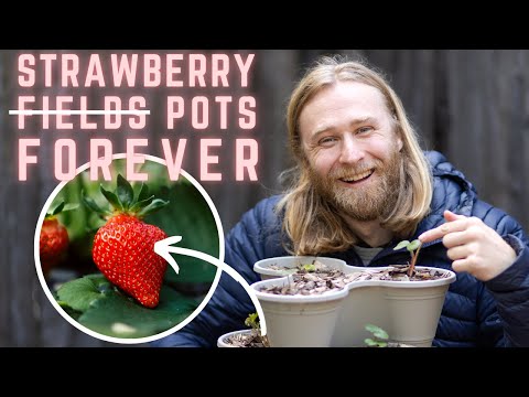 Planting Strawberries in Containers: Step-by-Step Guide for Beginners! 🍓