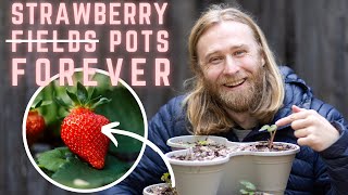 Planting Strawberries in Containers: Step-by-Step Guide for Beginners! 🍓
