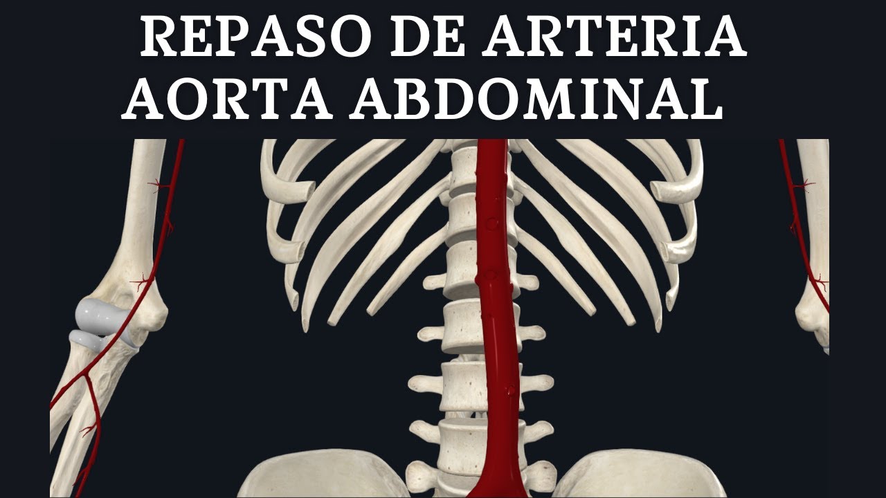 REPASO DE ARTERIA AORTA ABDOMINAL