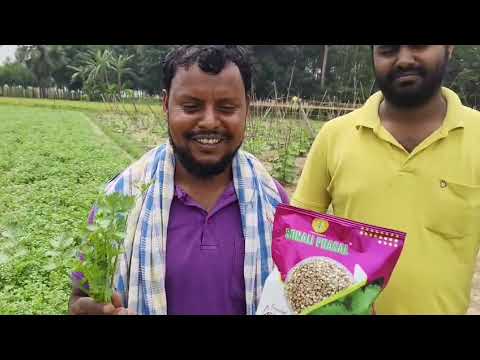Coriander – Chuni
