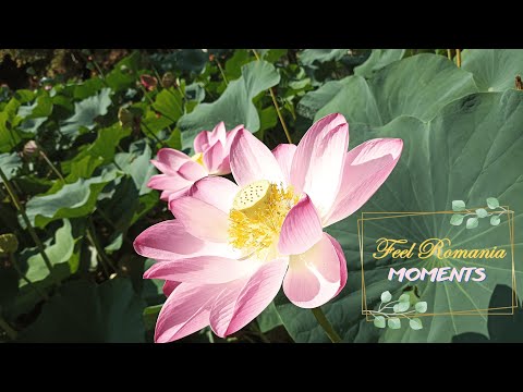 🌳Băile Felix | The lake with waterlillies | ⚜️MOMENTS⚜️ | Feel Romania