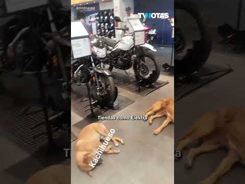 Ricardo Salinas Pliego ayuda a que los perritos combatan el calor I TV Notas I Virales