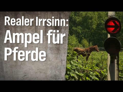 Realer Irrsinn: Bahnampel vor Pferdekoppel | extra 3 | NDR