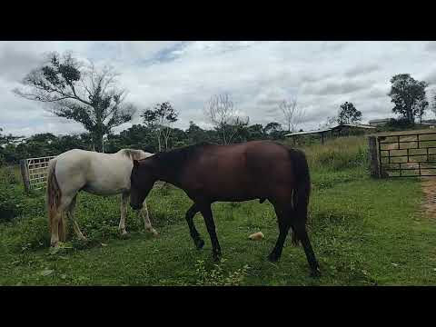 Na fazenda em água azul do norte PA 