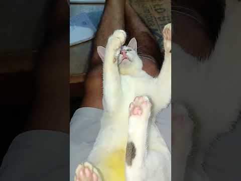 CAT'S WITH CHITU  is live!