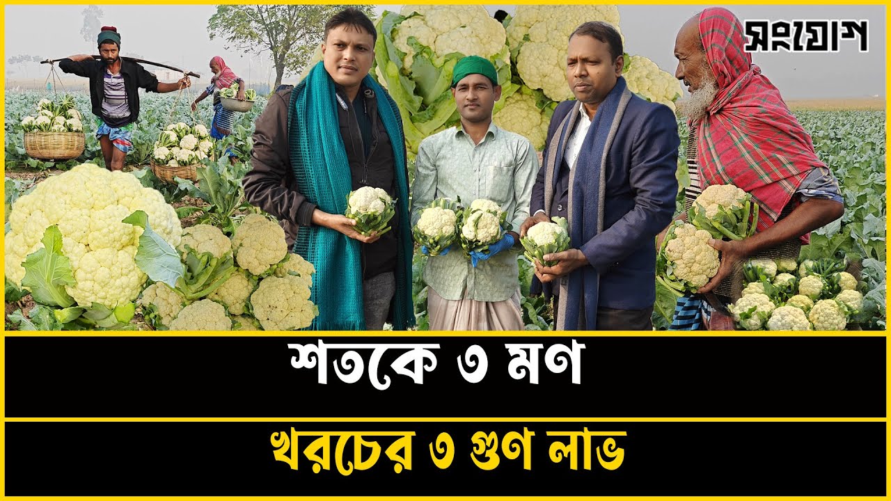 শতকে ৩ মণ ফলন, লাভের পরিমাণ ৩ গুণ! ১ মাসেই লাখপতি!