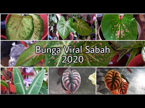 Bunga Viral Sabah 2020