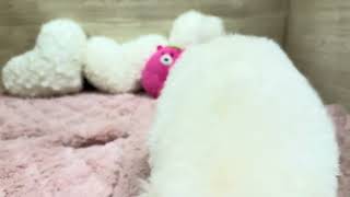 トイプードルの動画01