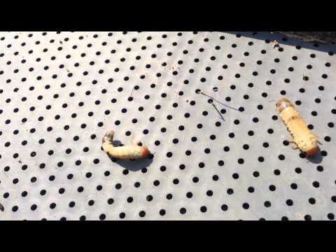 カブトムシとコガネムシの幼虫の見分け方は？両者の 5 つの違い + 写真とビデオ  庭園