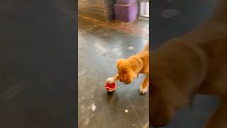 #americanbully #pitbullfacts #pitbull #dogknowledge #doglover #famouspitbull #pitbullproduct #dog