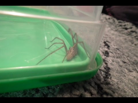 GIANT HOUSE SPIDER!!!