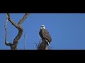 Eagle Yawning