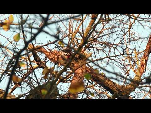 2022 11 06 Buntspecht