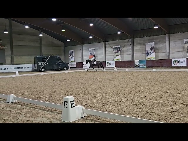 Magnifique jument de 7ans Blue Hors Zackerey x Dreamboy