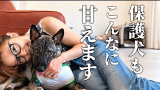 【大改造】保護犬の部屋をなくしてみたら…甘えん坊すぎて大変なことに！