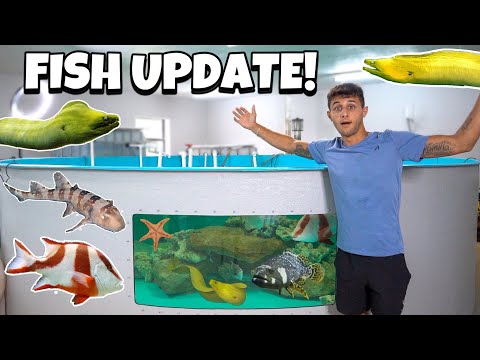 Feeding ALL My EXOTIC FISH + UPDATE!!