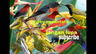 Download lagu suara burung sogon/sepah raja/kemade rimba/kemade bunga api.kombinasi @hobynusantara5159 mp3