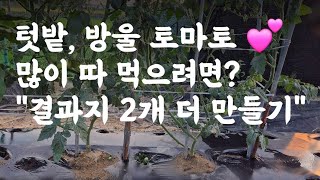 텃밭, 방울토마토