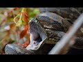 सांप उबासी क्यों लेता है Why Do Snake YAWN