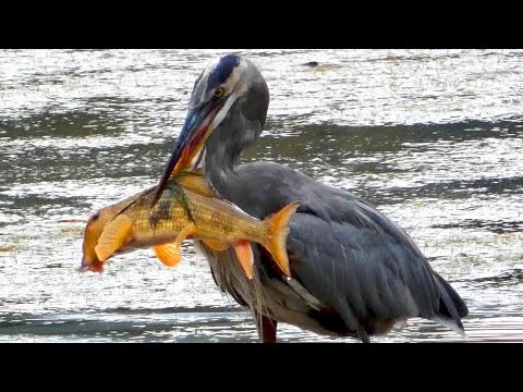 Great blue heron catching / eating fish | Call sound