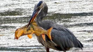 Download lagu Burung bangau biru besar menangkap/memakan ikan | Suara panggilan mp3
