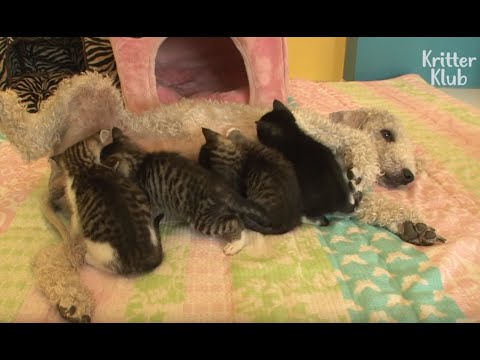 A Dog Became A Mom Of Kittens After Losing Her Puppies | Kritter Klub