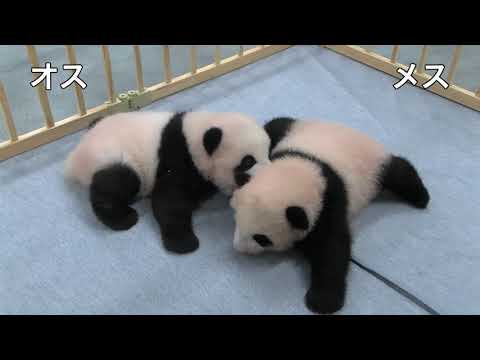 上野動物園ジャイアントパンダ双子（103日齢）2021年10月4日撮影