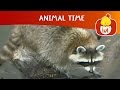 Animal Time Cartoon For Children Luli TV