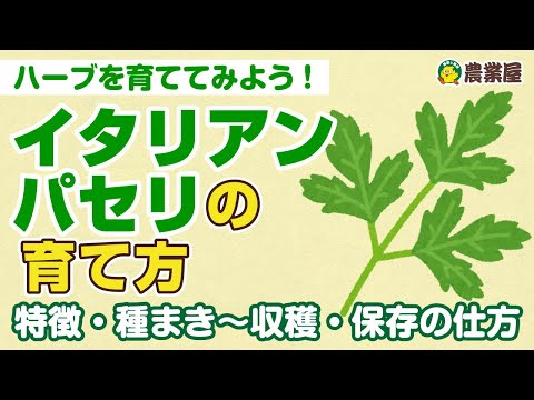 パセリについて詳しく解説