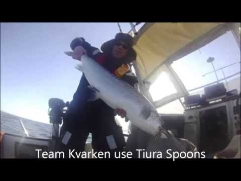 Salmon trolling with Tiura spoons