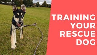 Rocky - Training Your Rescue Dog From Abroad