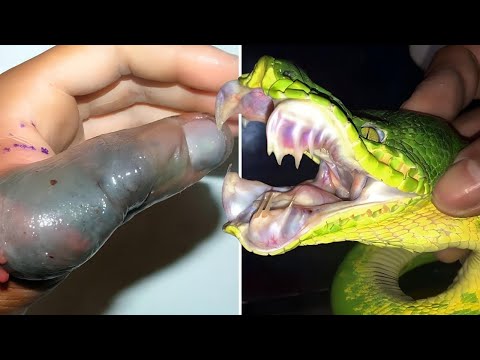 Las 7 Serpientes Más Venenosas del Mundo