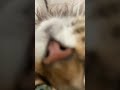 She purrs so loud 🤭 #cat #cute #fluffy #meow #tabbycat #purr #kitty