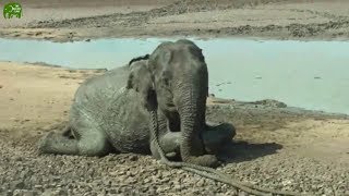 Sick and Weak Elephant was drowning in the mud pit until Kind humans helped