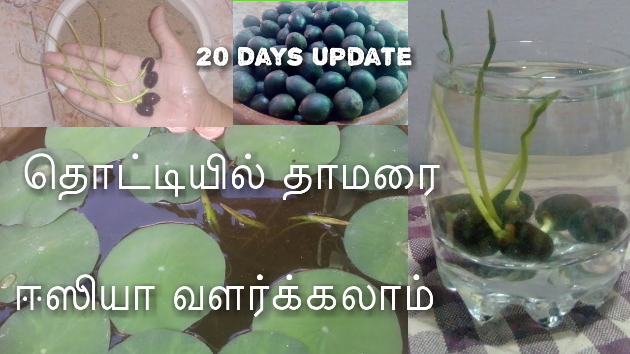 How to grow lotus plant at home in tamil / தாெட்டியில் தாமரை ஈஸியா வளர்க்கலாம் / Full information