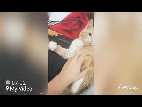 Cat's love my guggo Munna 😍😍