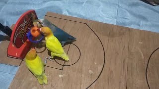 2v2 Bird Basketball Championship || ViralHog