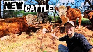 We Got Mini Hereford Cattle! Big Change for the Farm!
