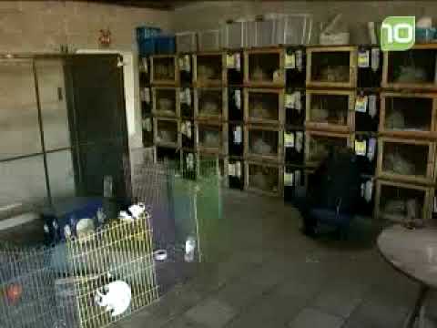 Konijnenopvang in Waalwijk moet weg