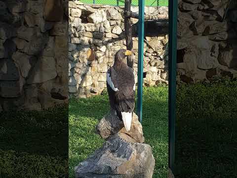 White-tailed Eagle hunting and fishing
