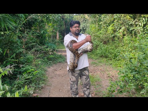 A Burmese Python rescued on 01-07-2022
