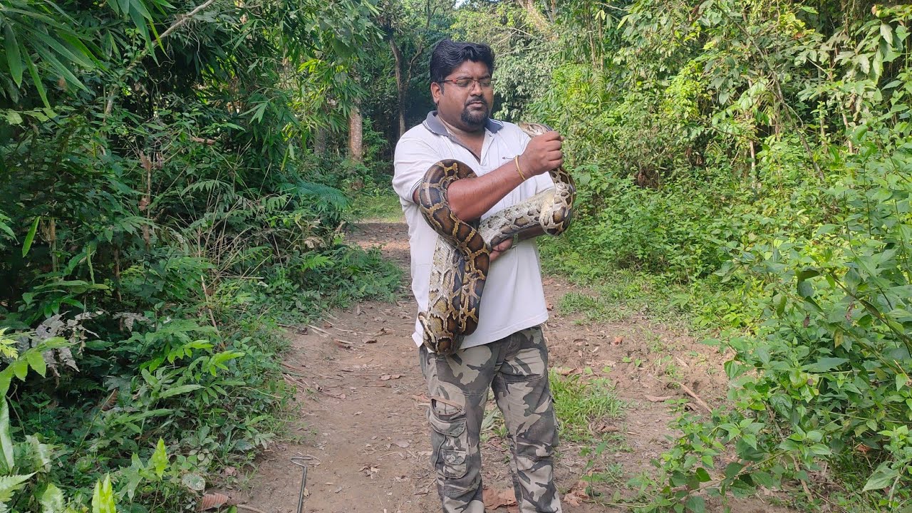 A Burmese Python rescued on 01-07-2022