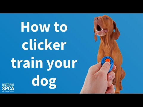 How to clicker train your dog - From 'sit' to crate training