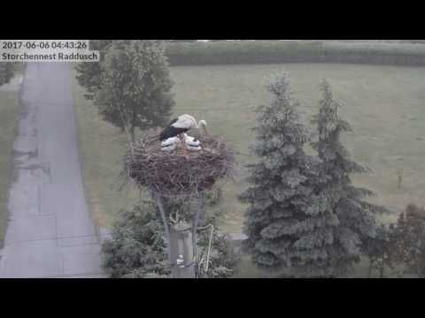 Storchennest Raddusch 2017-06-06 04:42