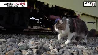 Vol.42「にゃん旅鉄道」雪がないのはさみしいにゃ