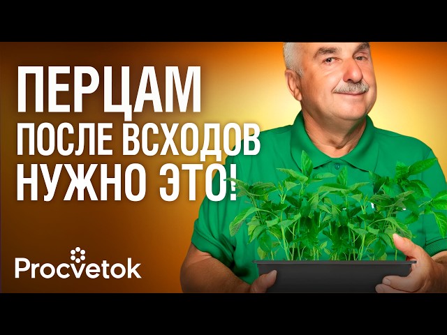 ПЕРЦАМ ПОСЛЕ ВСХОДОВ ОБЯЗАТЕЛЬНО! Рассада будет коренастой, здоровой и урожайной