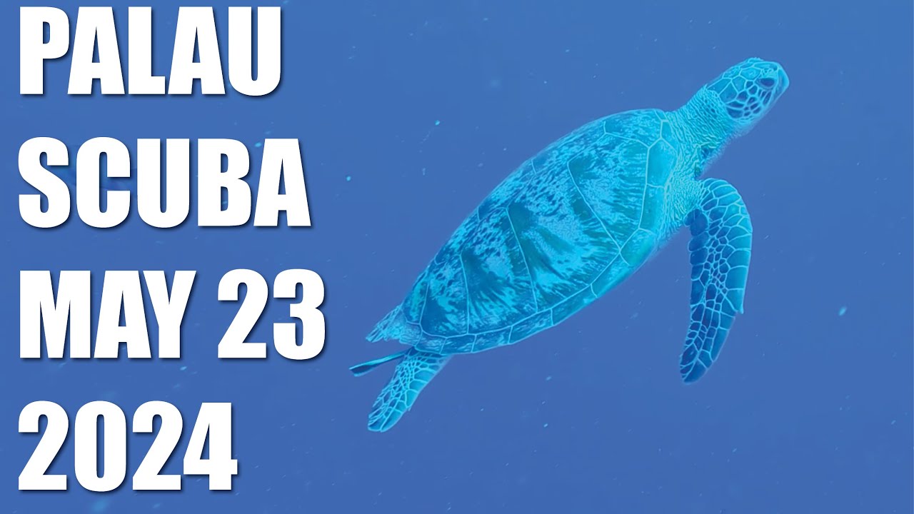 Sea Turtles, Coral Caverns, and the Enchanting Disco Clam | Palau Diving Day 5