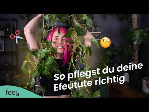 How to properly care for pothos – the complete guide 🌱 | feey Plant Encyclopedia