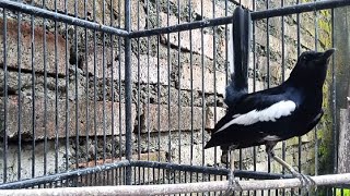 Download lagu Death whistle! Magpie's voice inducement calls the material Magpie for a sound! mp3