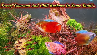 Can We Keep Dwarf Gourami And Chili Rasbora In Same Tank?.. Problems And Guide / Fish Aquarium Tamil